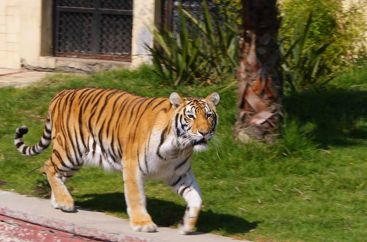 stripes cat tiger free photo