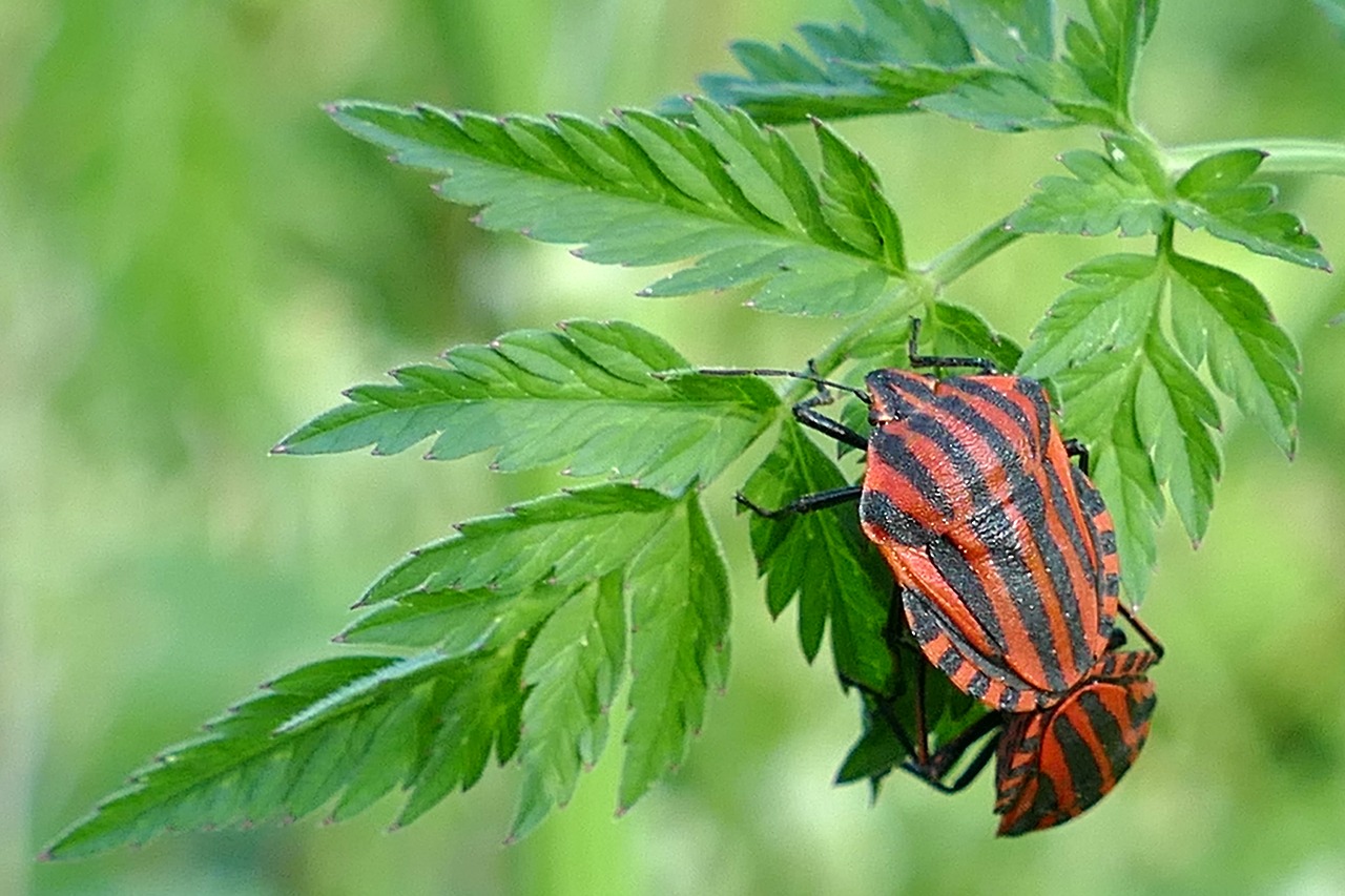 stripes bugs insect pairing free photo