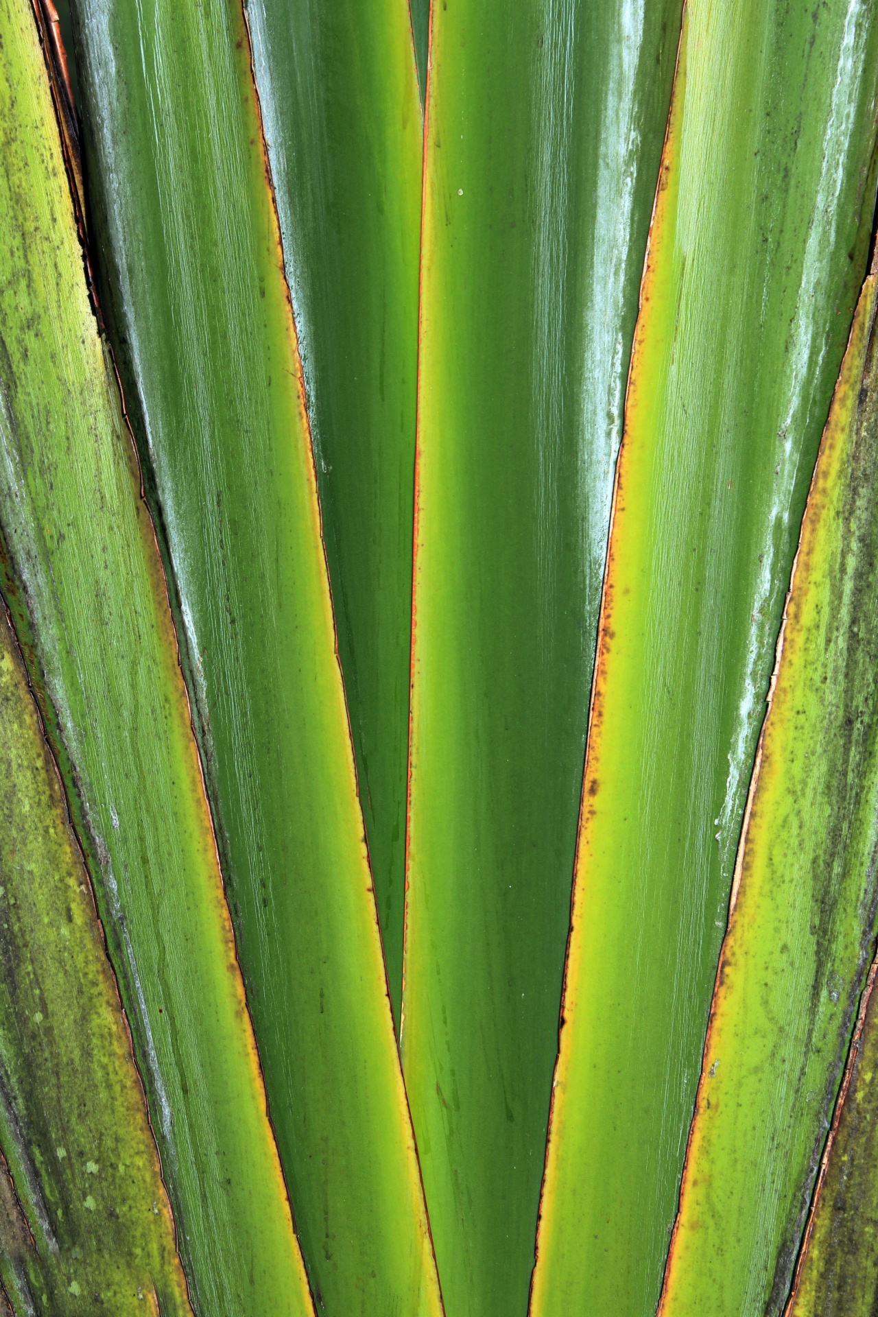 stripes green leaves stripes green free photo