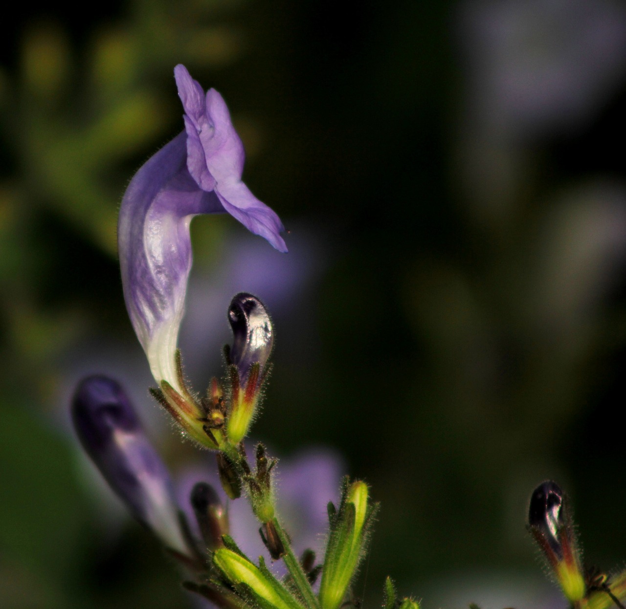 strobilanthes  flower  garden free photo