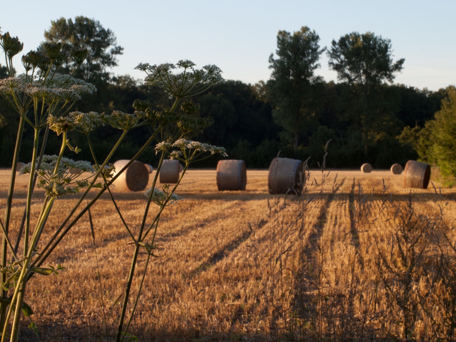 straw agriculture country free photo