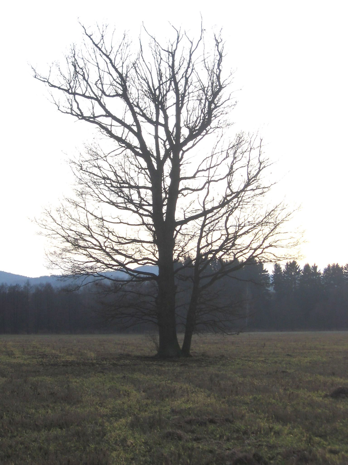 tree autumn tree free photo