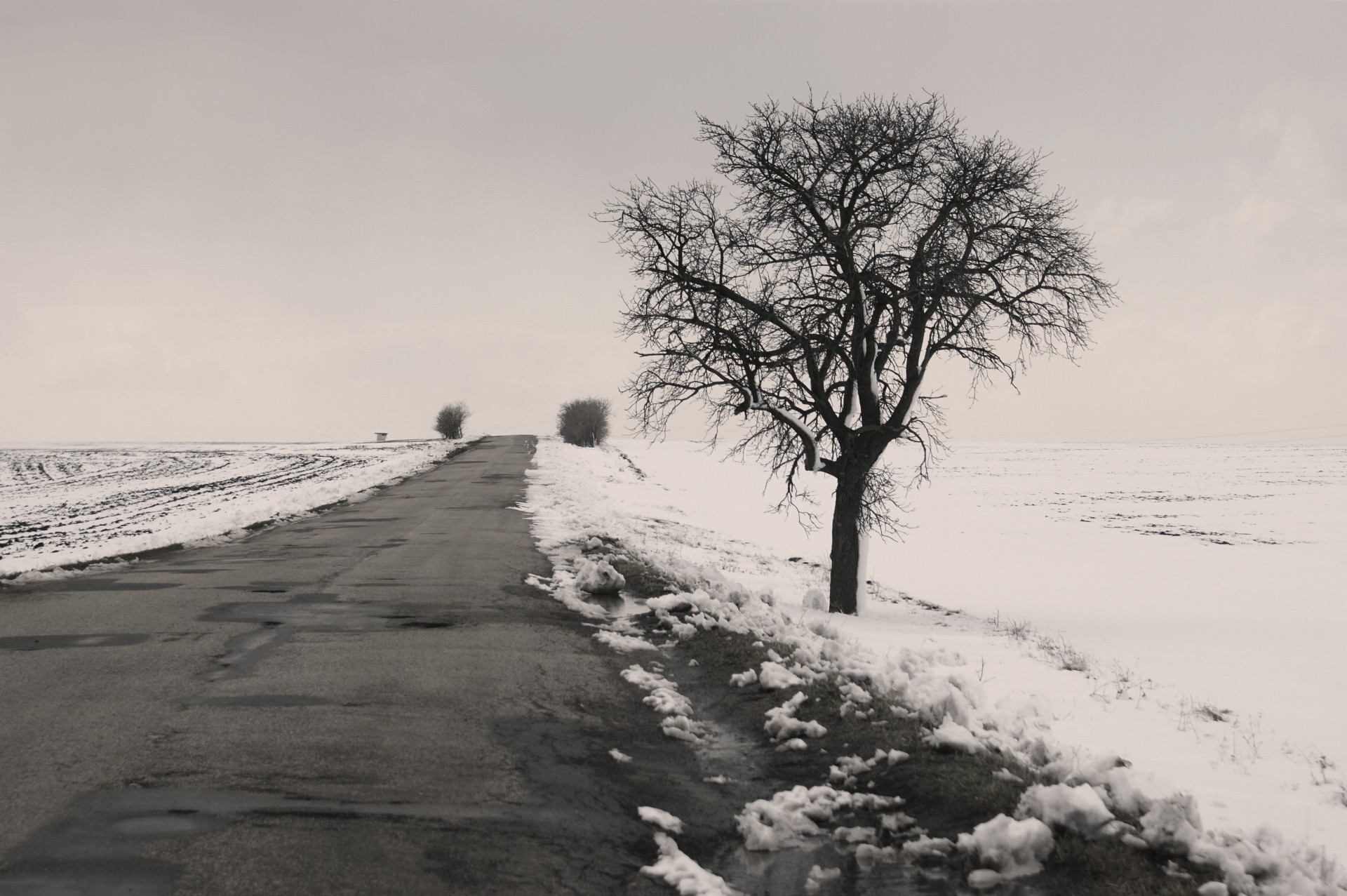 tree road path free photo