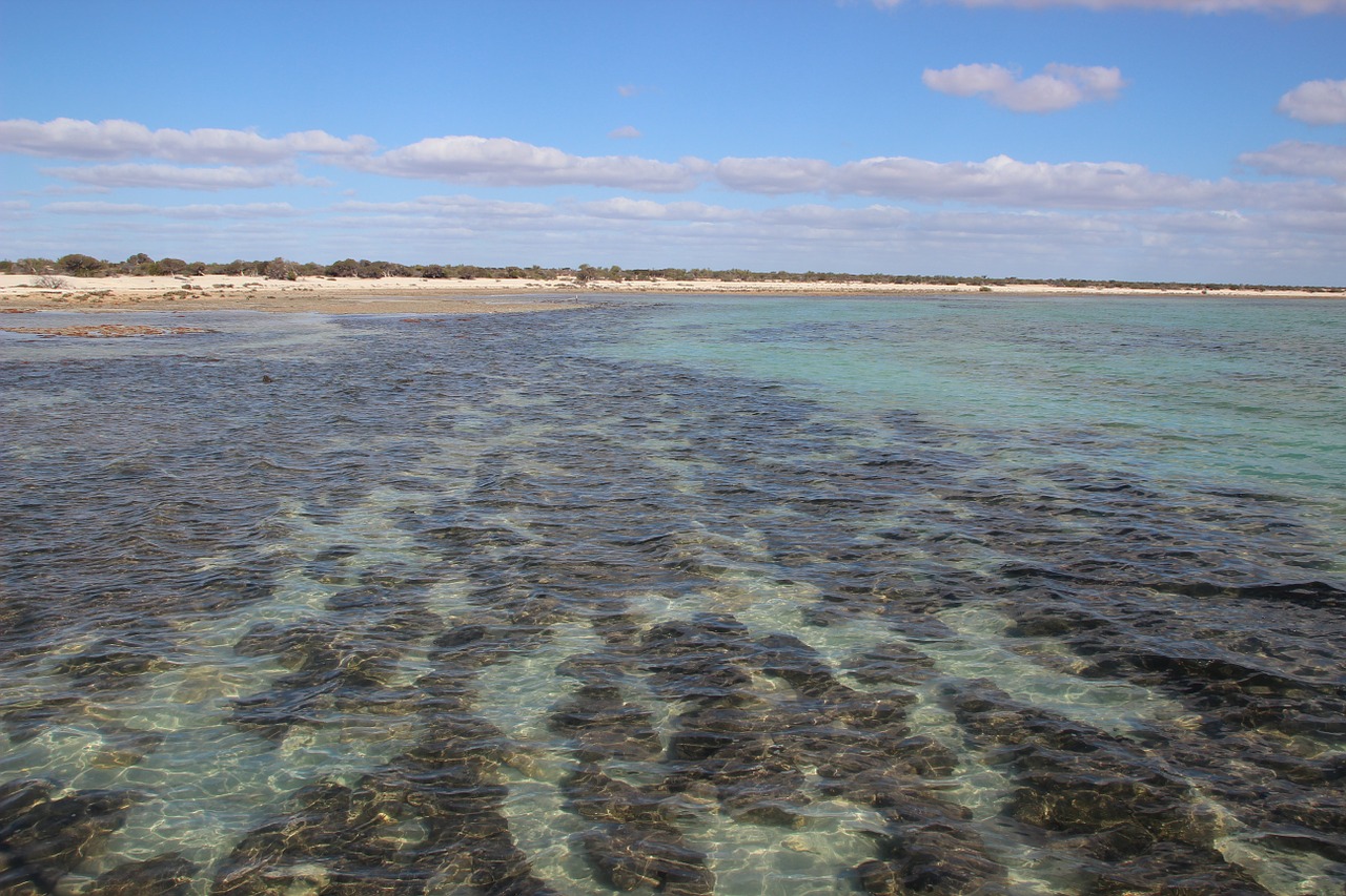 stromatolites australia fossils free photo