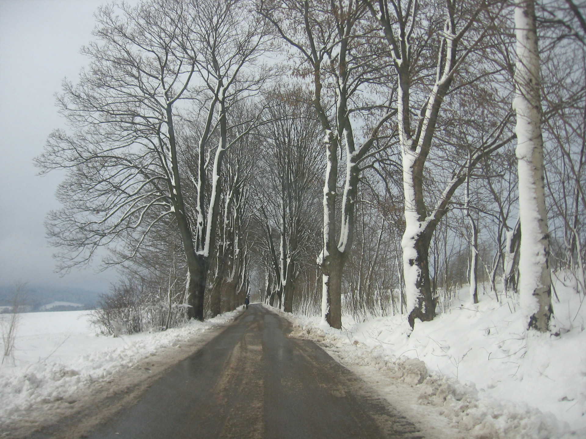 winter trees roads free photo
