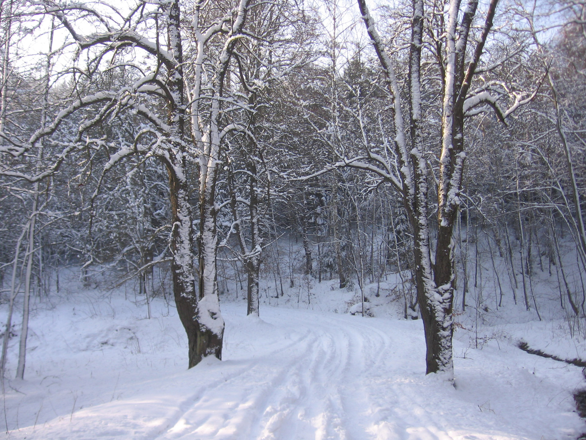 trees winter snow free photo