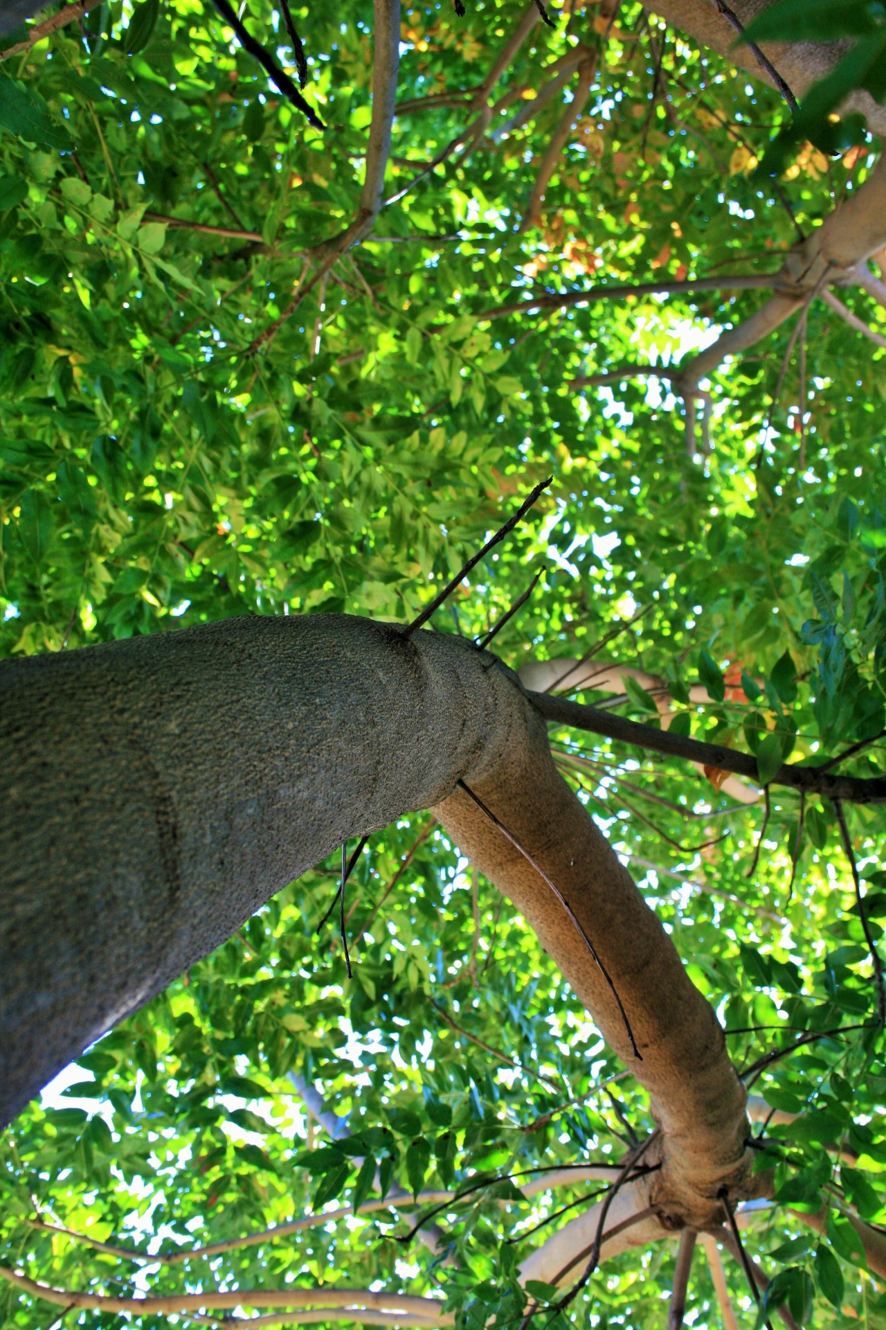 tree branch thick free photo