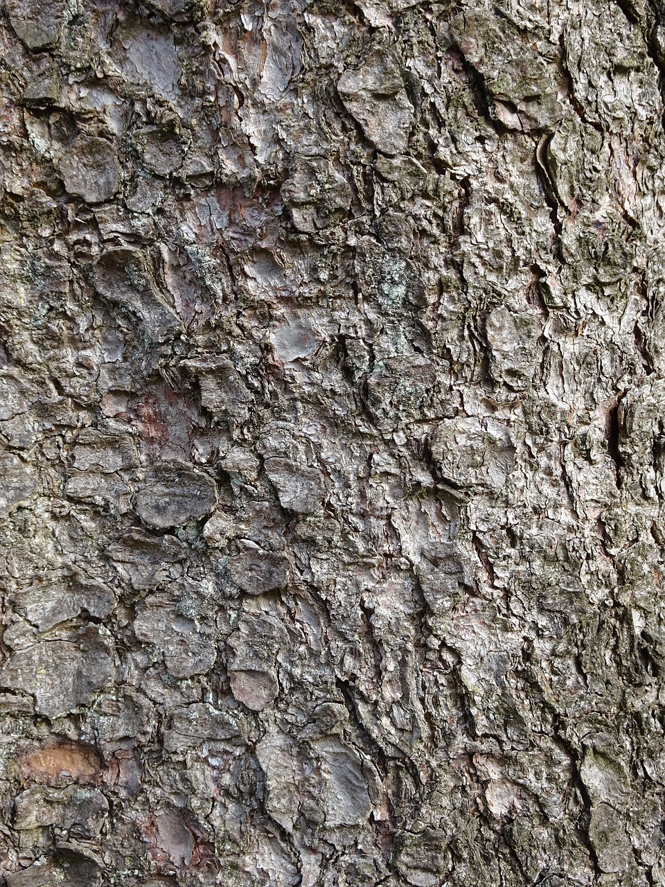 structure bark tree free photo