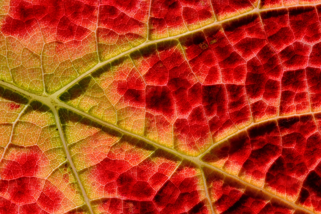 Structure,autumn,vine,emerge,close - free image from needpix.com