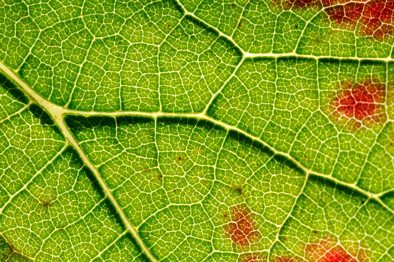 structure autumn vine free photo