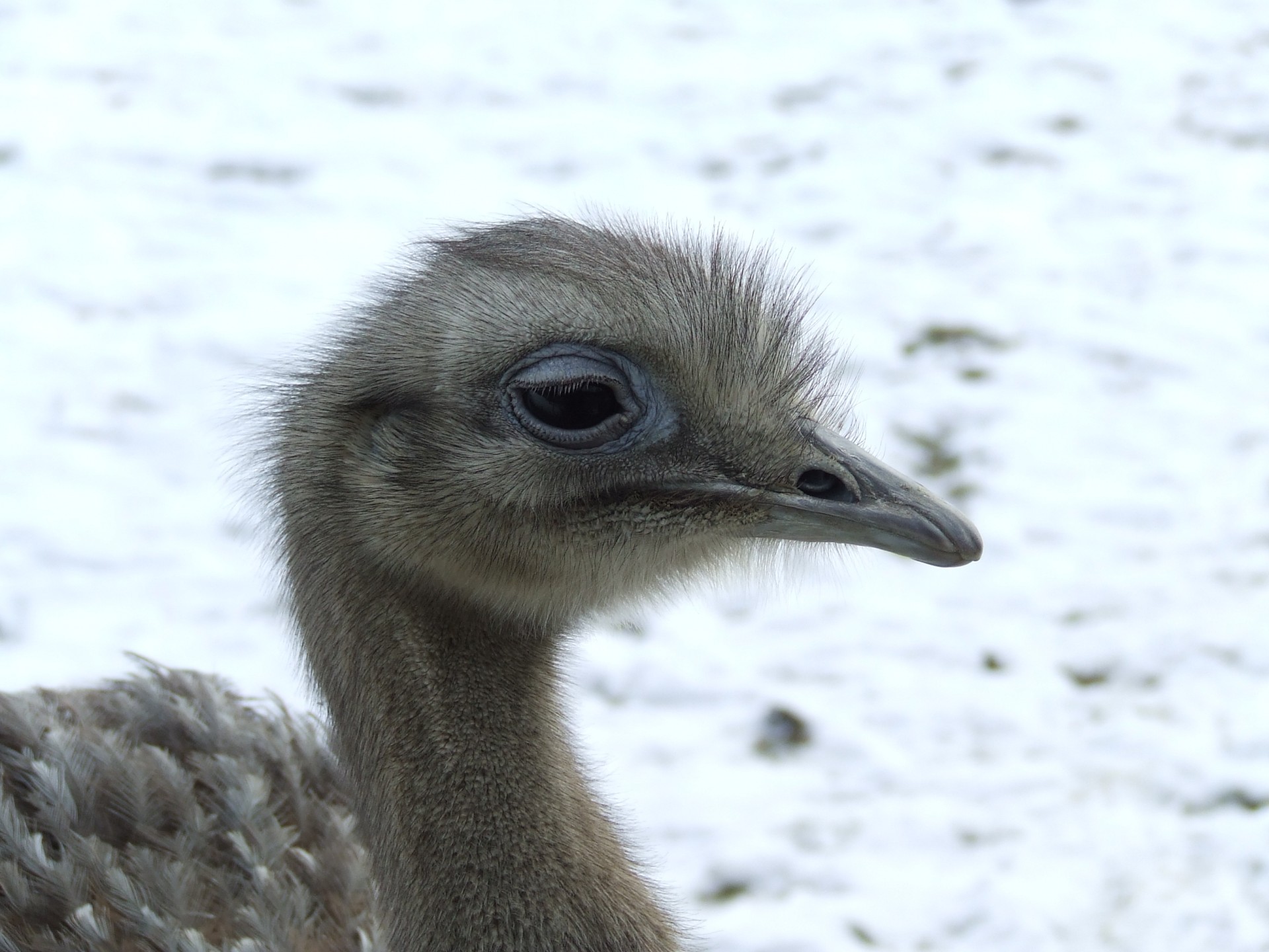 ostrich chick snow ostrich chick in snow free photo