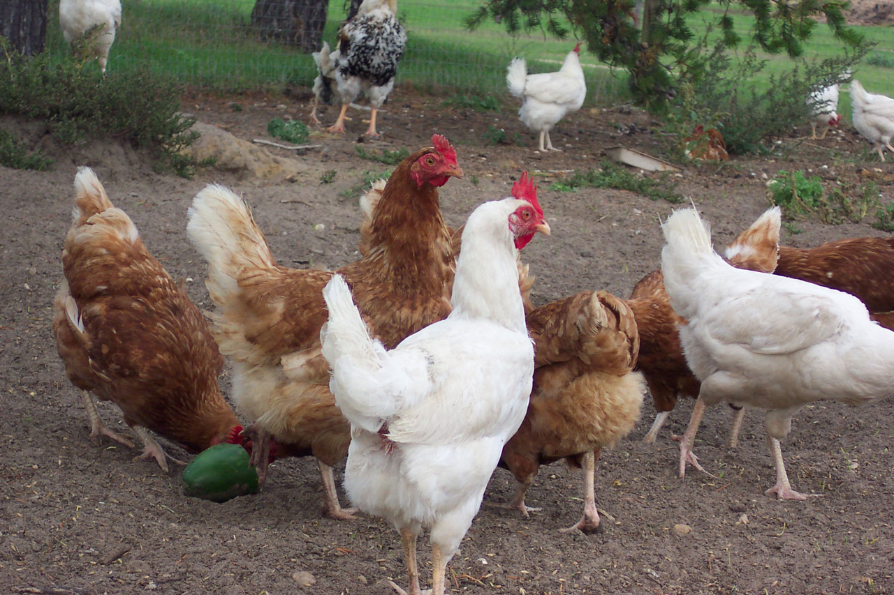 chicken hen fowl free photo