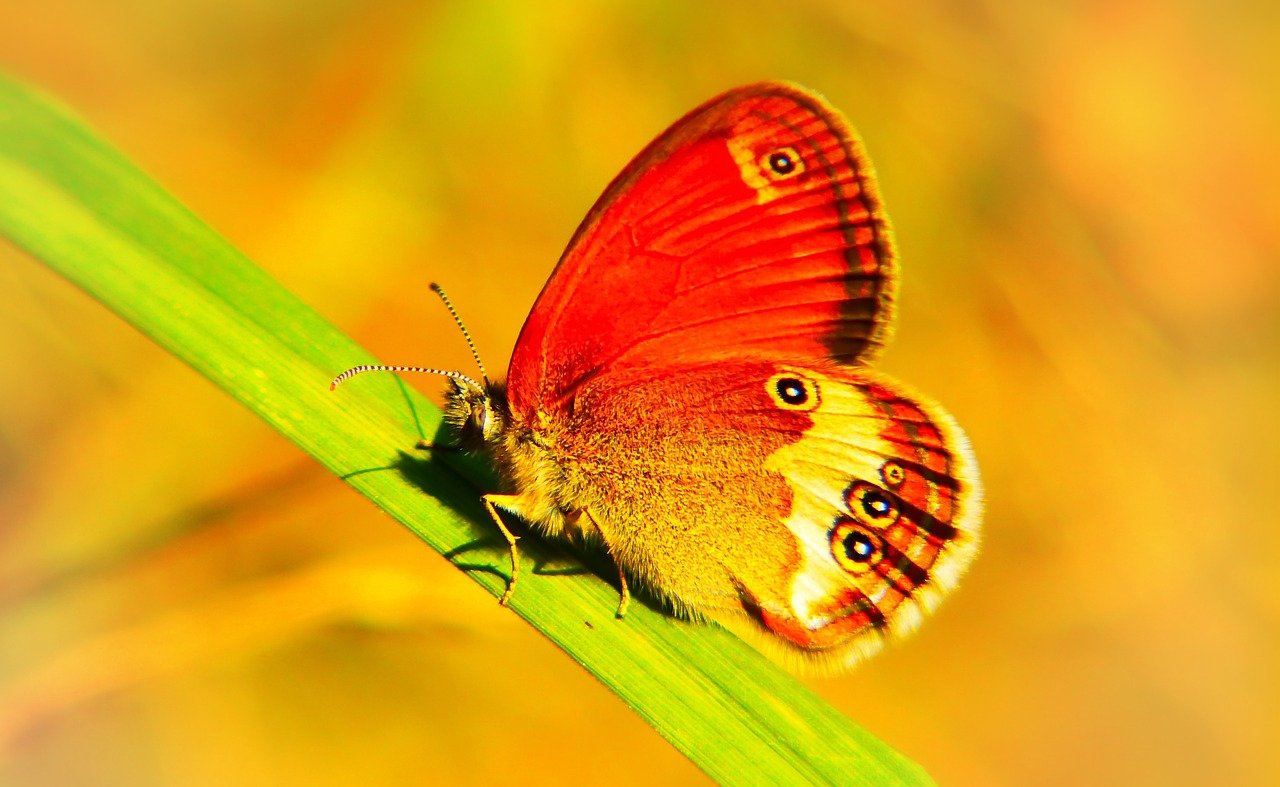 strzępotek perełkowiec  insect  butterfly day free photo