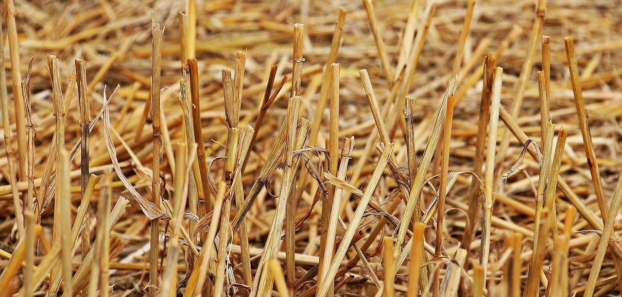 stubble harvest straw free photo