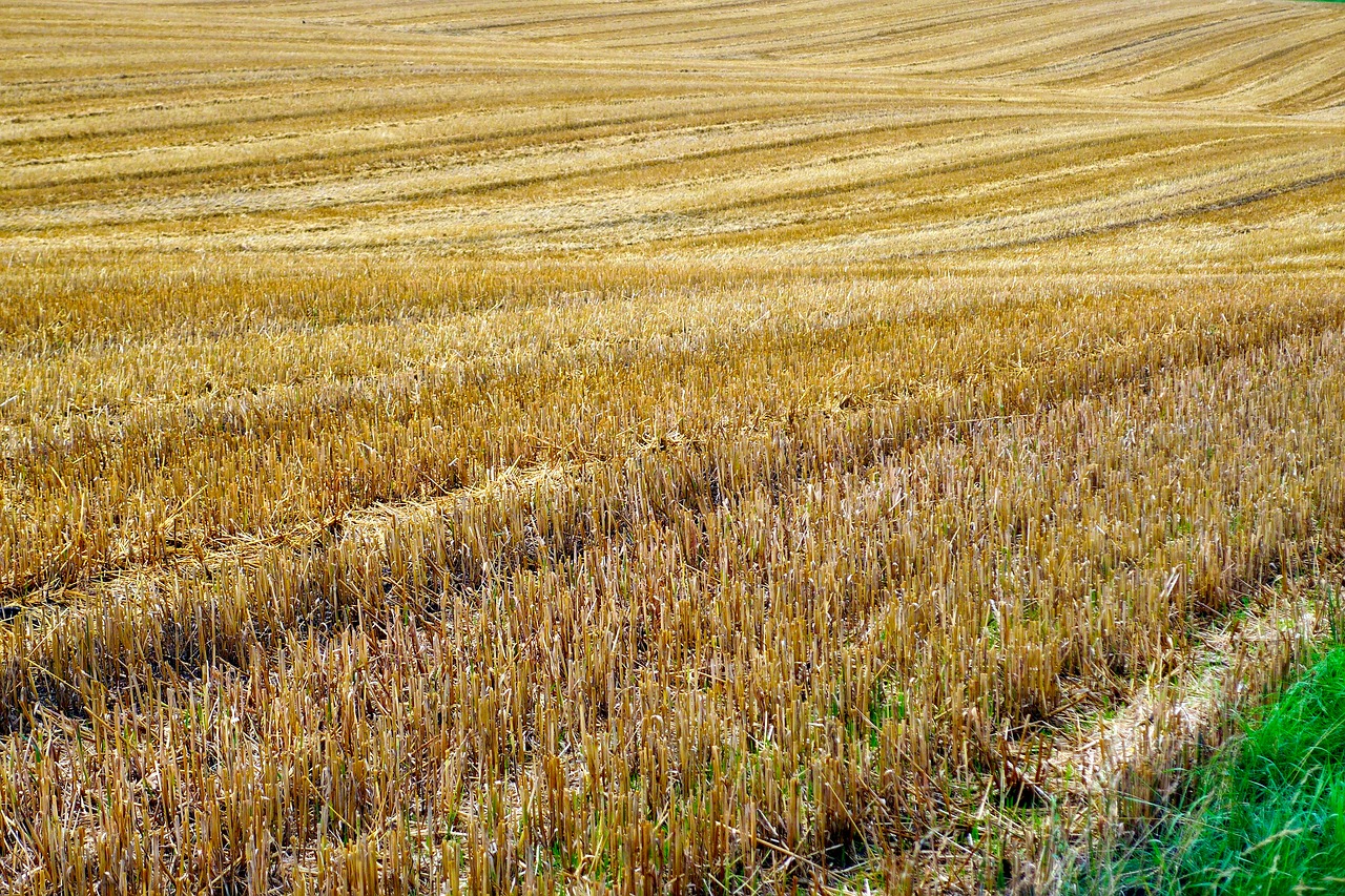stubble  harvest  field free photo