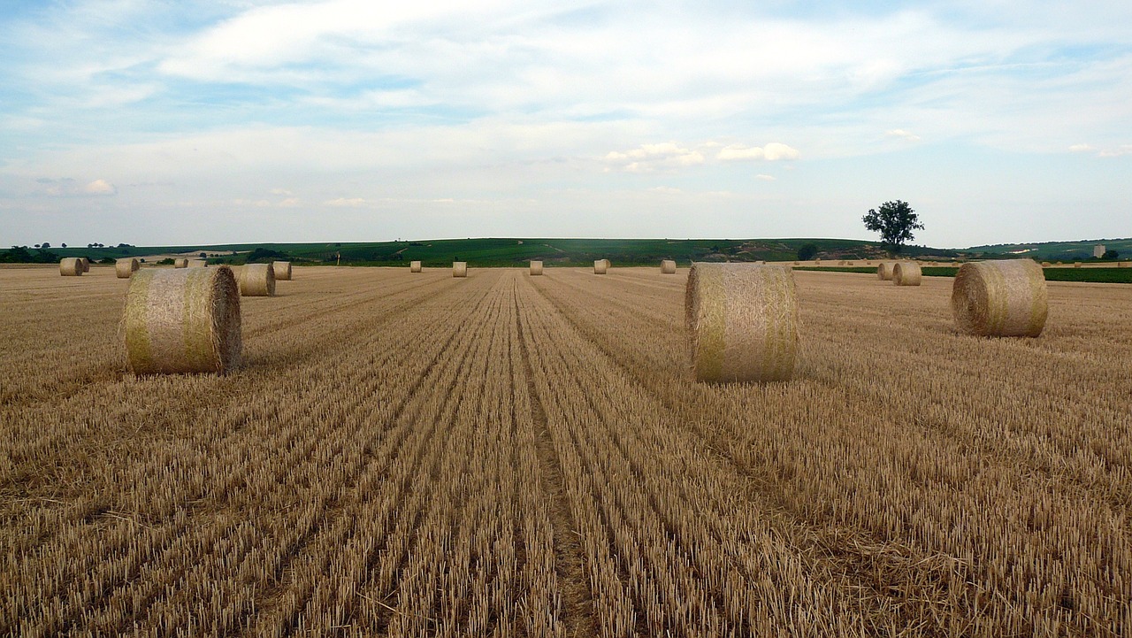 stubble straw rolls straw bales free photo