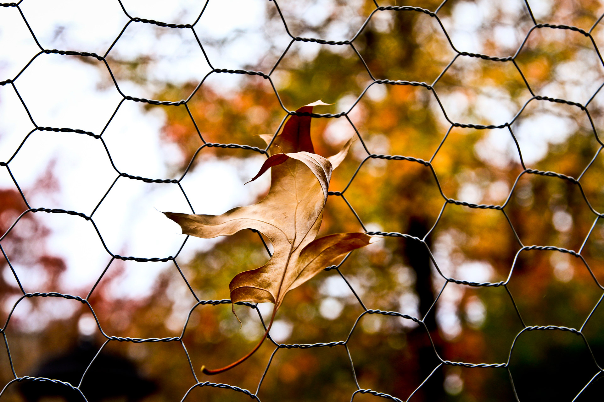 leaf autumn fall free photo