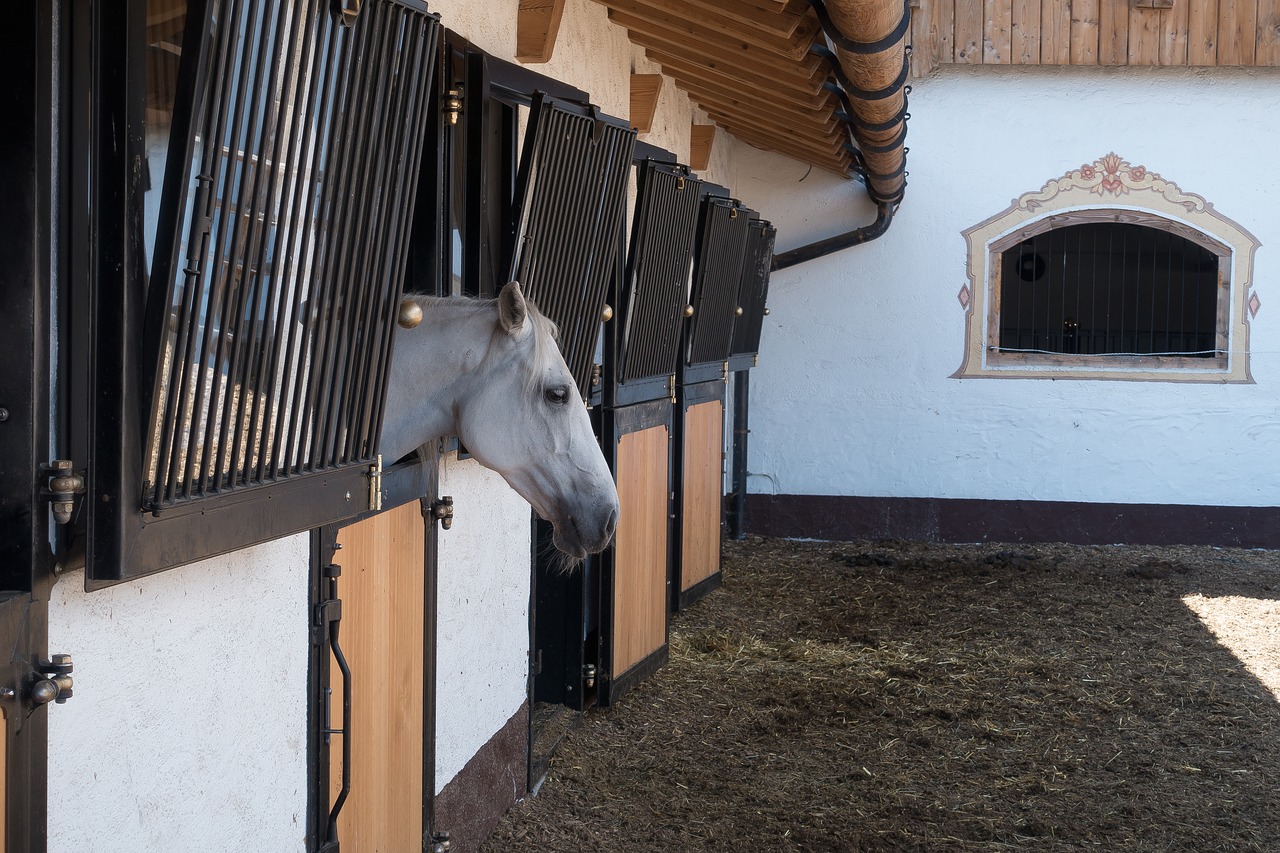 stud reiterhof lipizzaner free photo