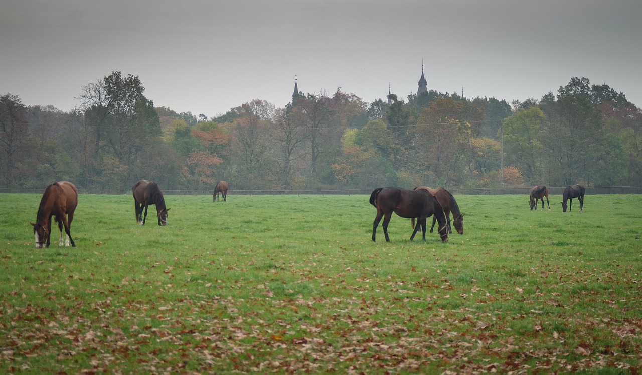 stud  horses  meadow free photo