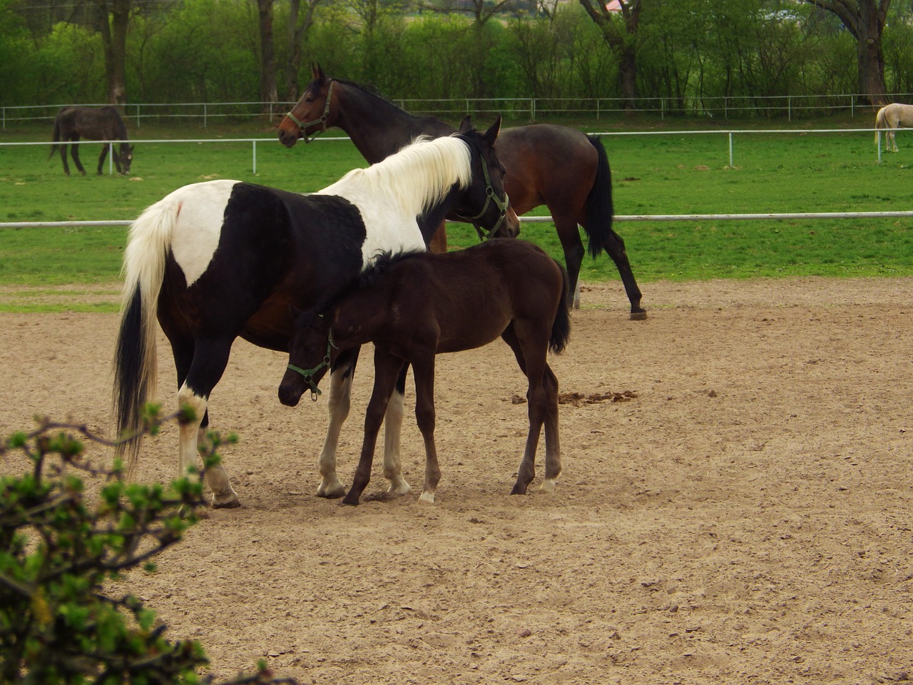 stud janow podlaski arabian horse free photo