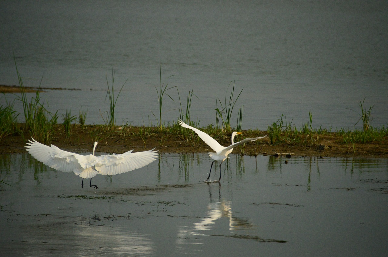 studies new birds free photo