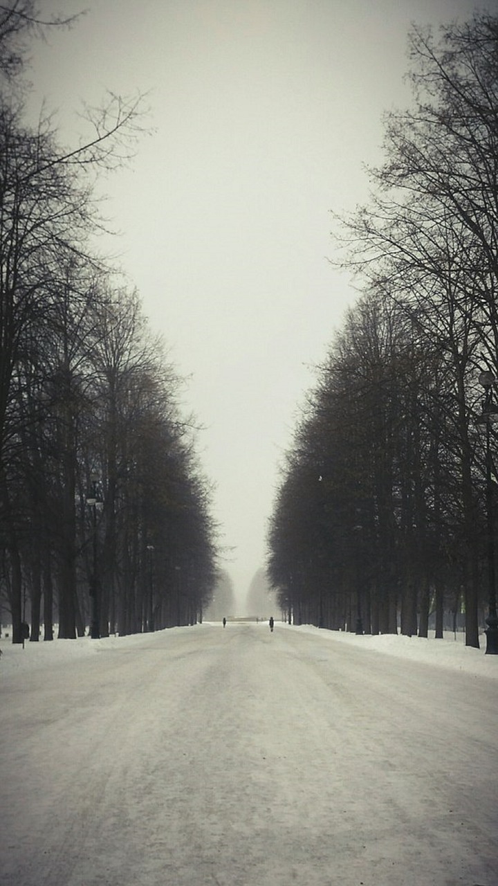 study  snow  trees free photo