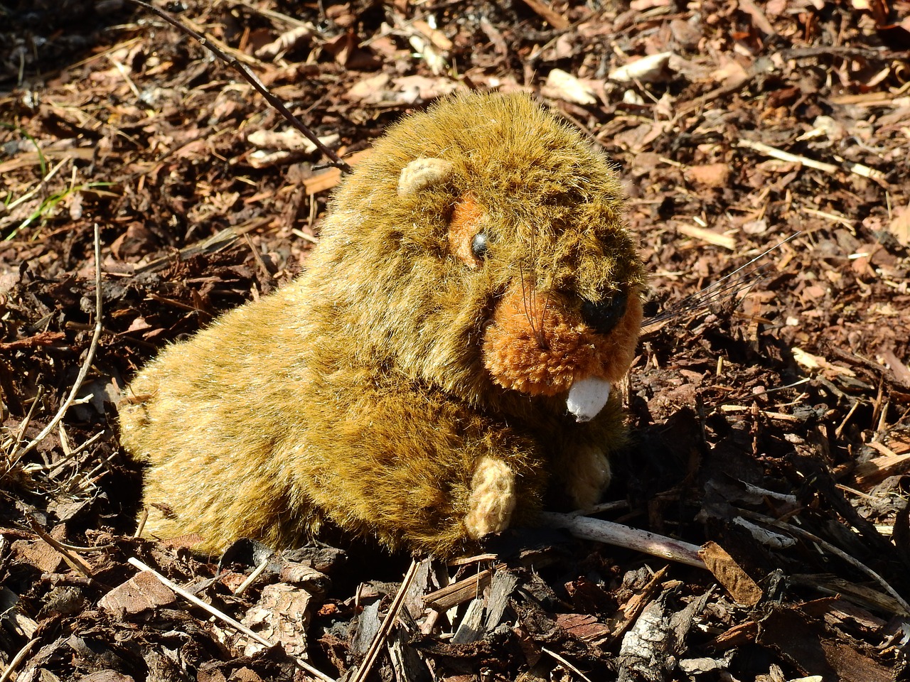 stuffed animal teddy bear soft toy free photo