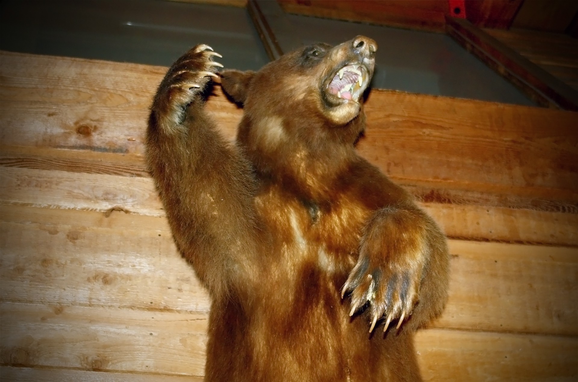 grizzly bear brown bear bear free photo