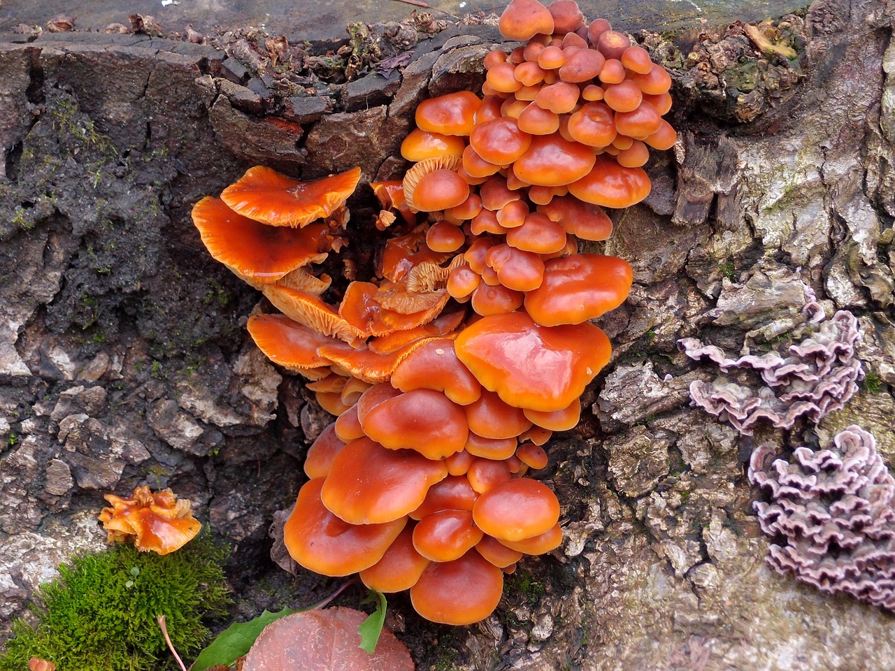 stump autumn mushrooms free photo