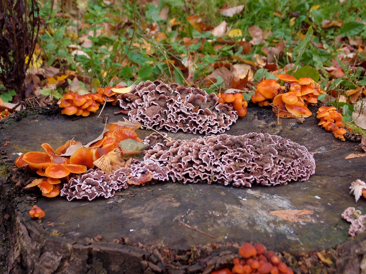 stump autumn mushroom free photo