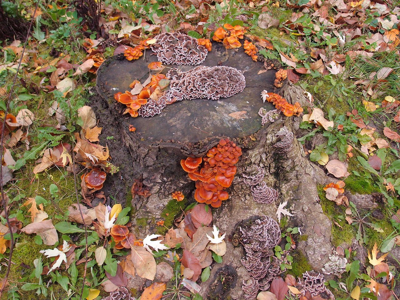 stump mushrooms autumn free photo