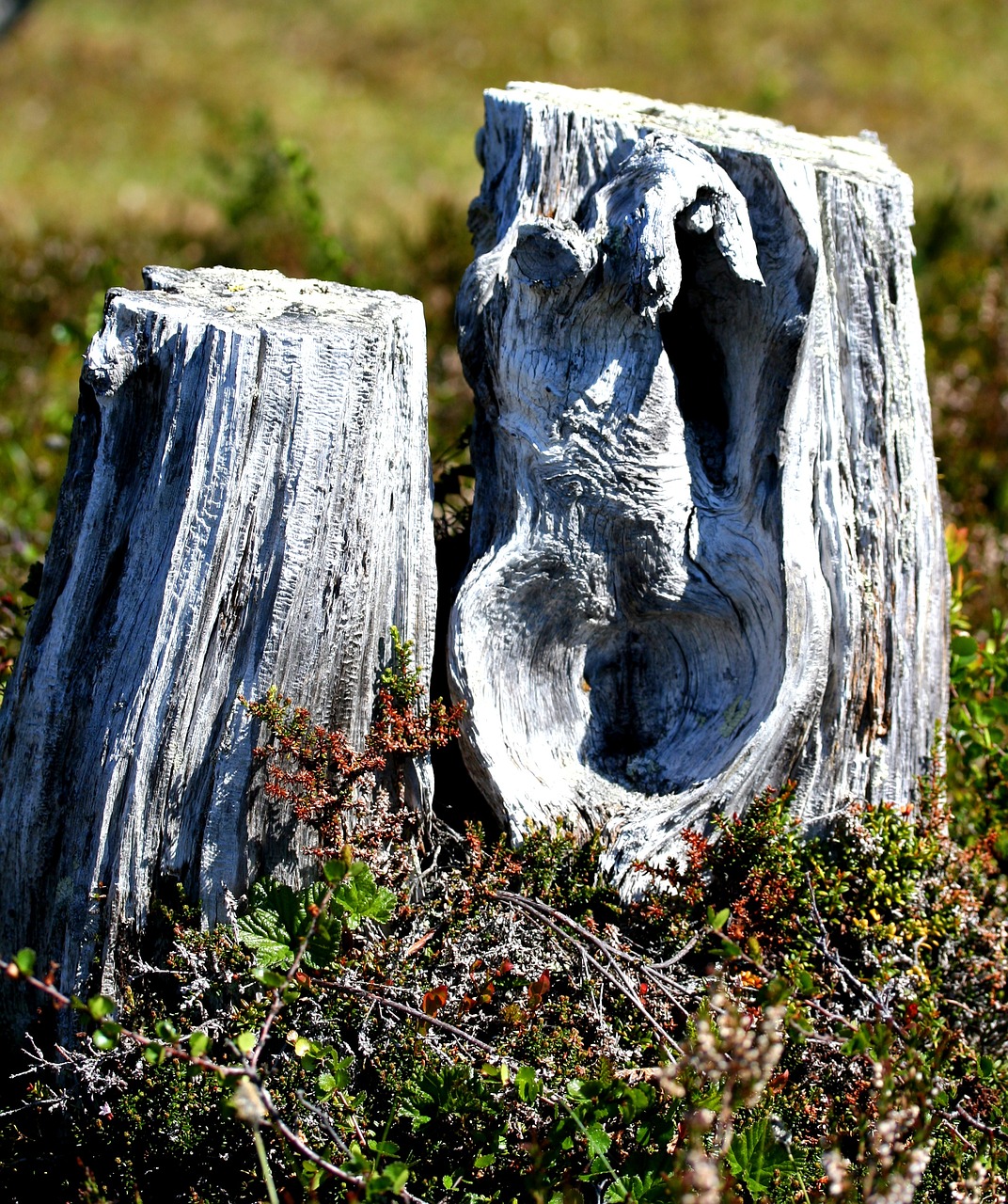 stump grey myr free photo