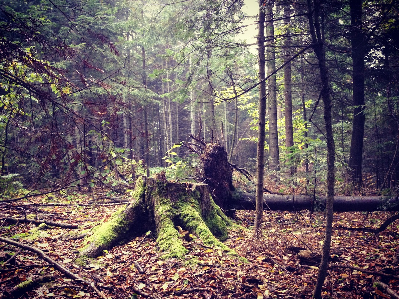 stump moss trees free photo