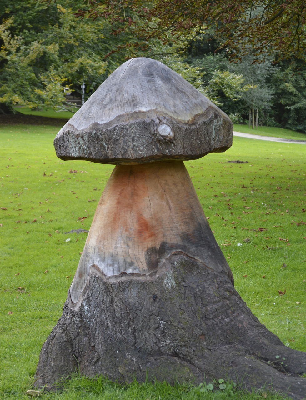 stump mushroom tree free photo