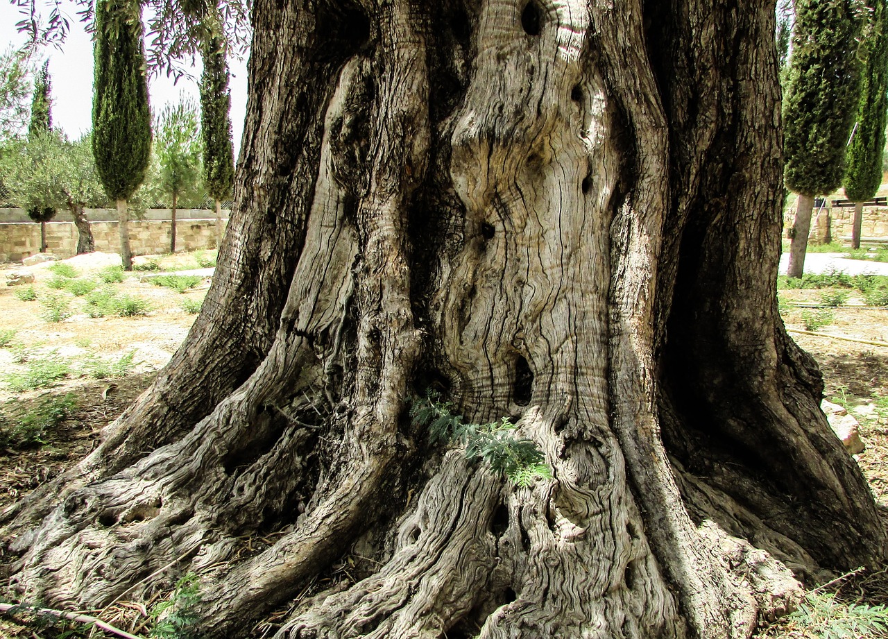 stump olive tree free photo