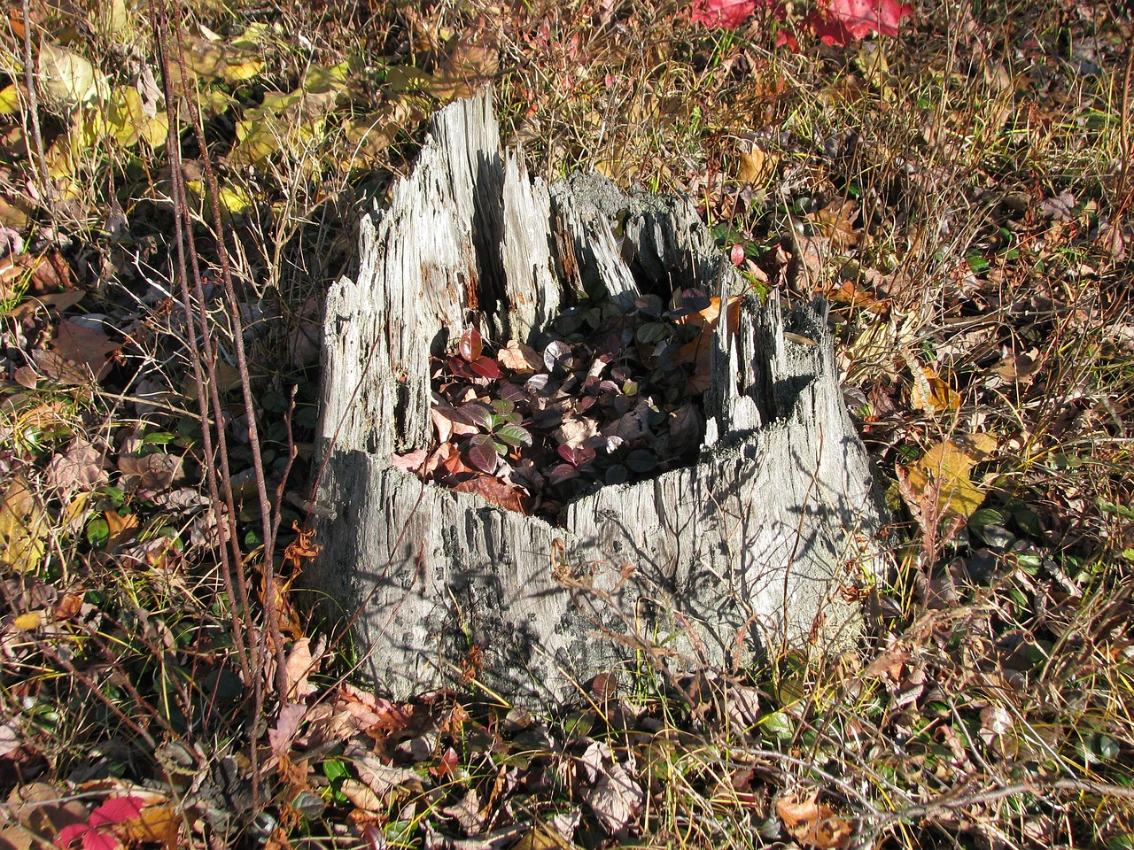 stump autumn leaves deer rock lake free photo