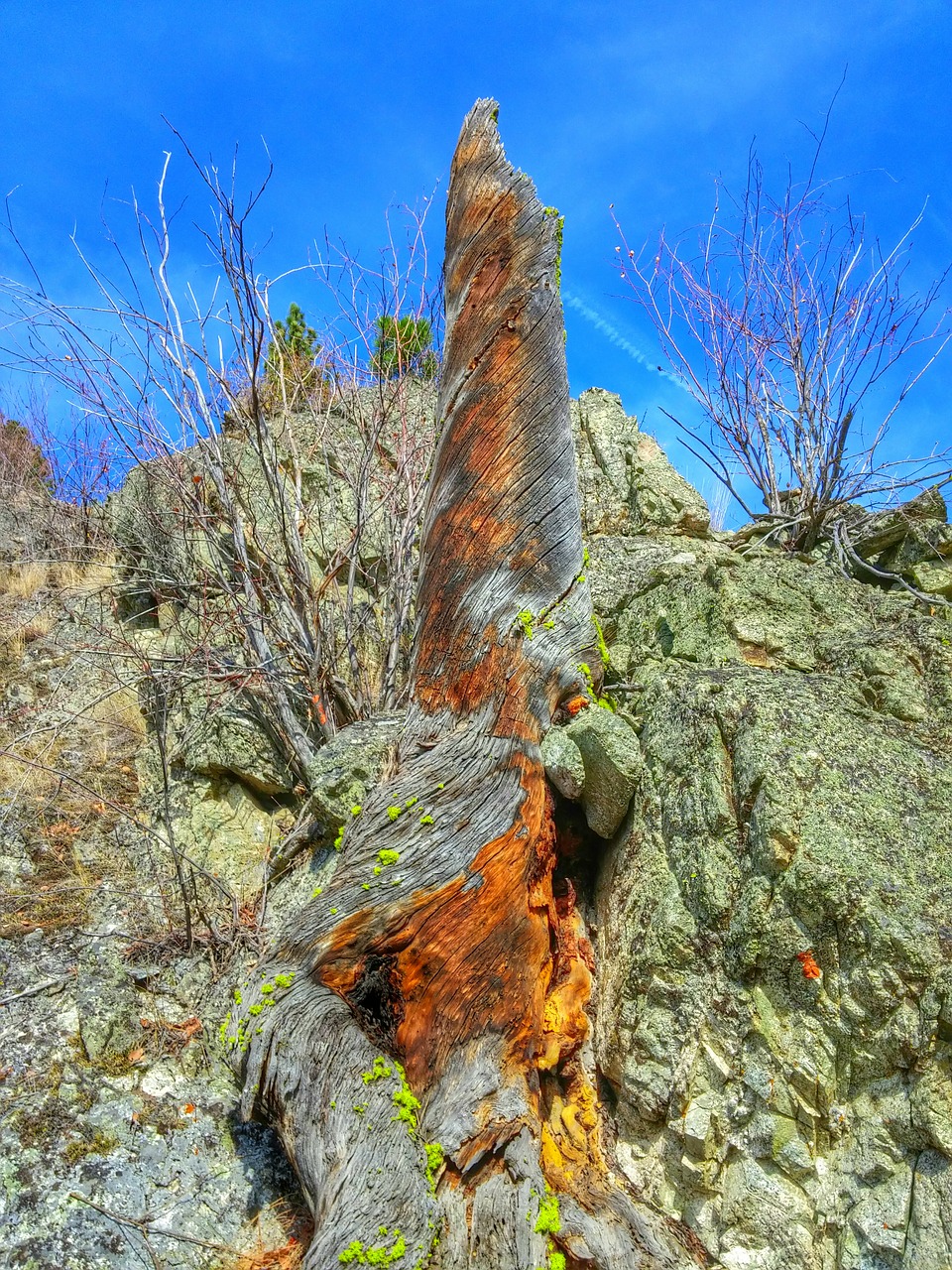 stump mountain orange free photo
