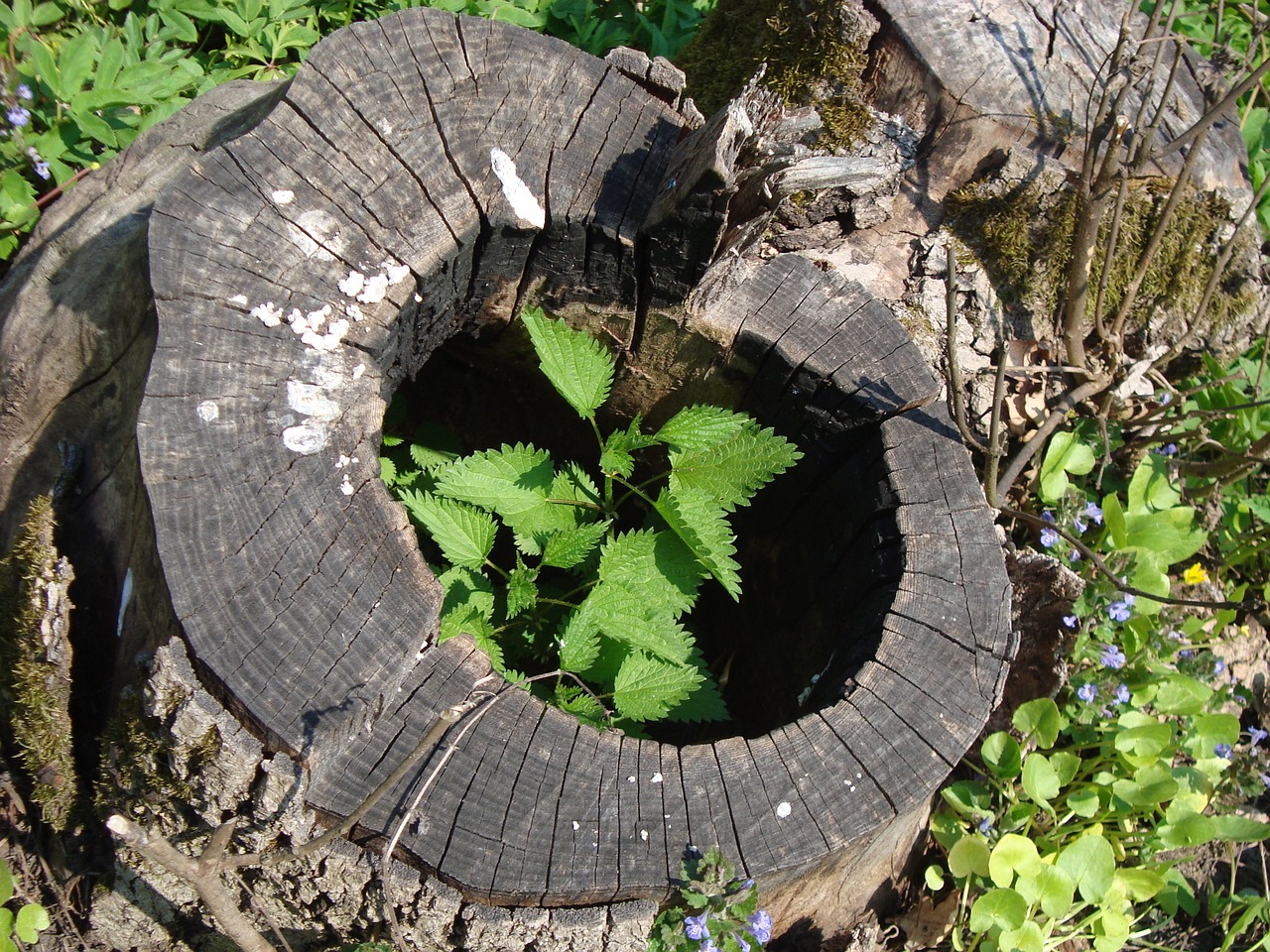 stump plant forest free photo