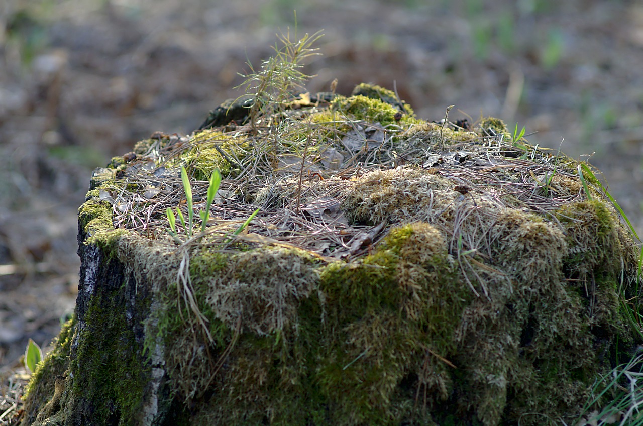 stump spring forest free photo