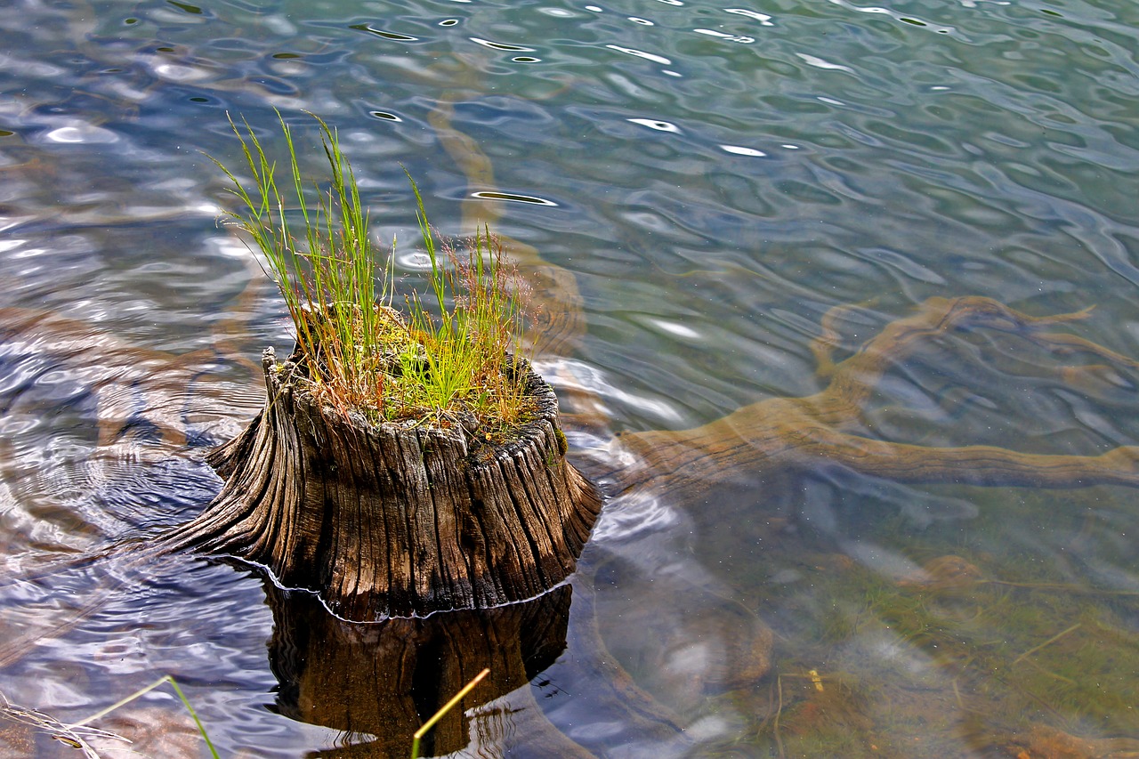 stump stump in water grass growing in stump free photo