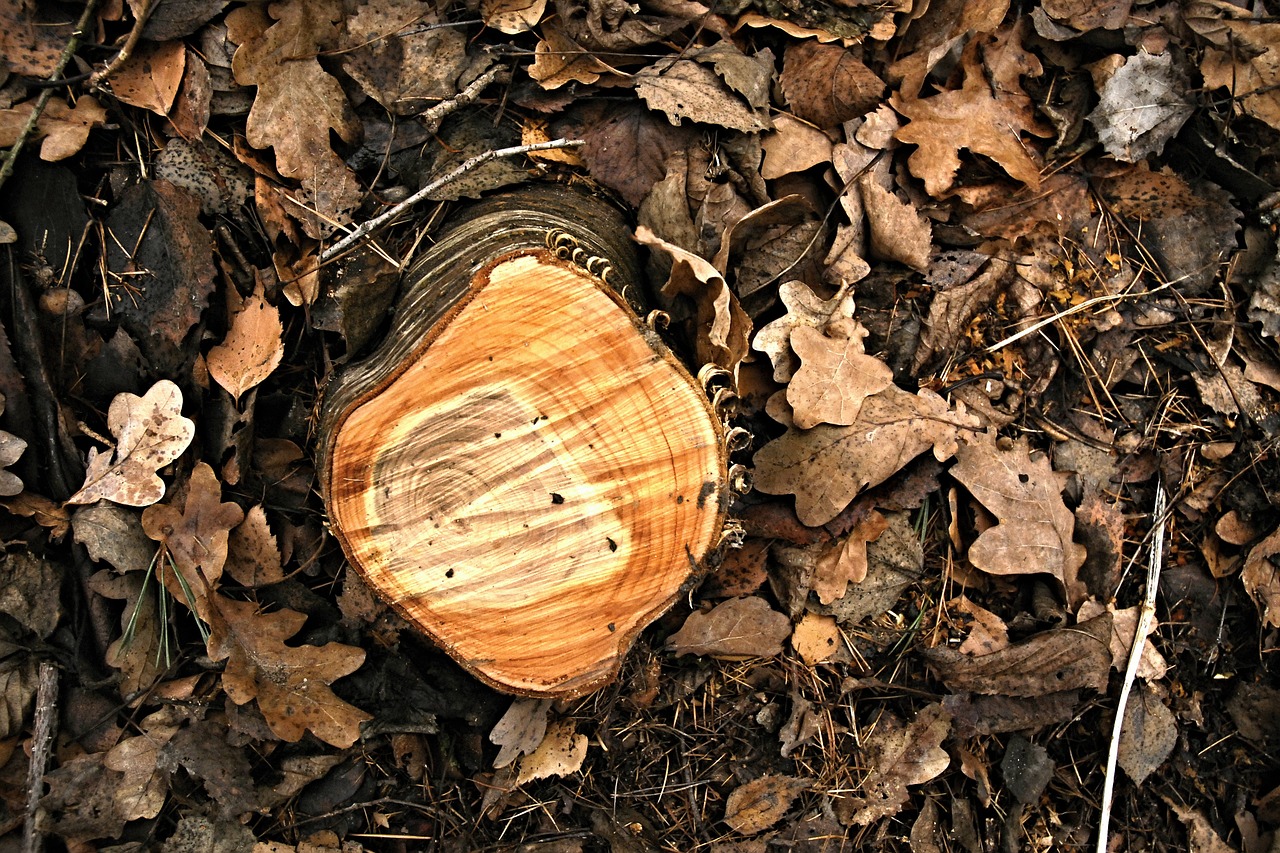 stump birch rings free photo