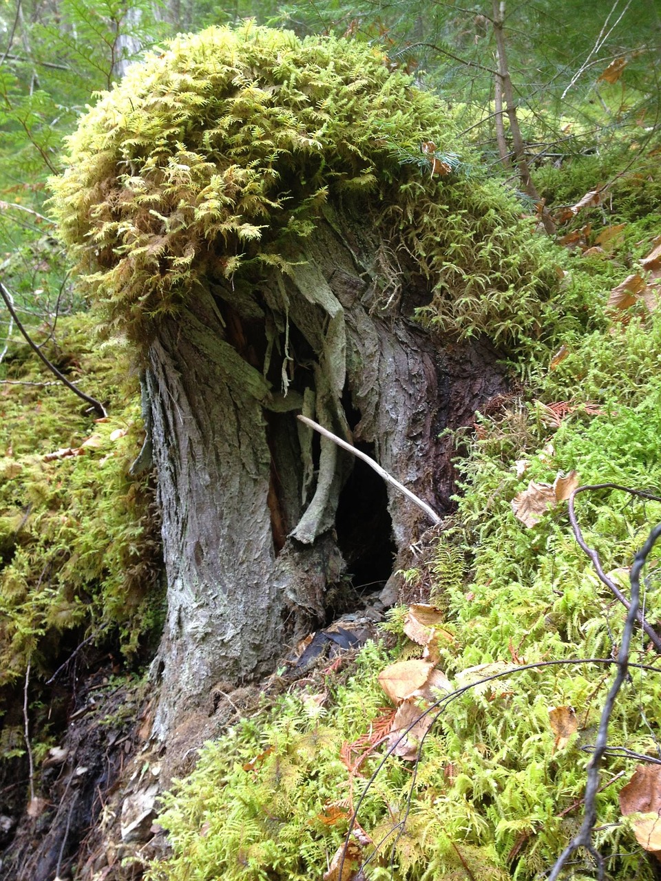 stump moss forest free photo