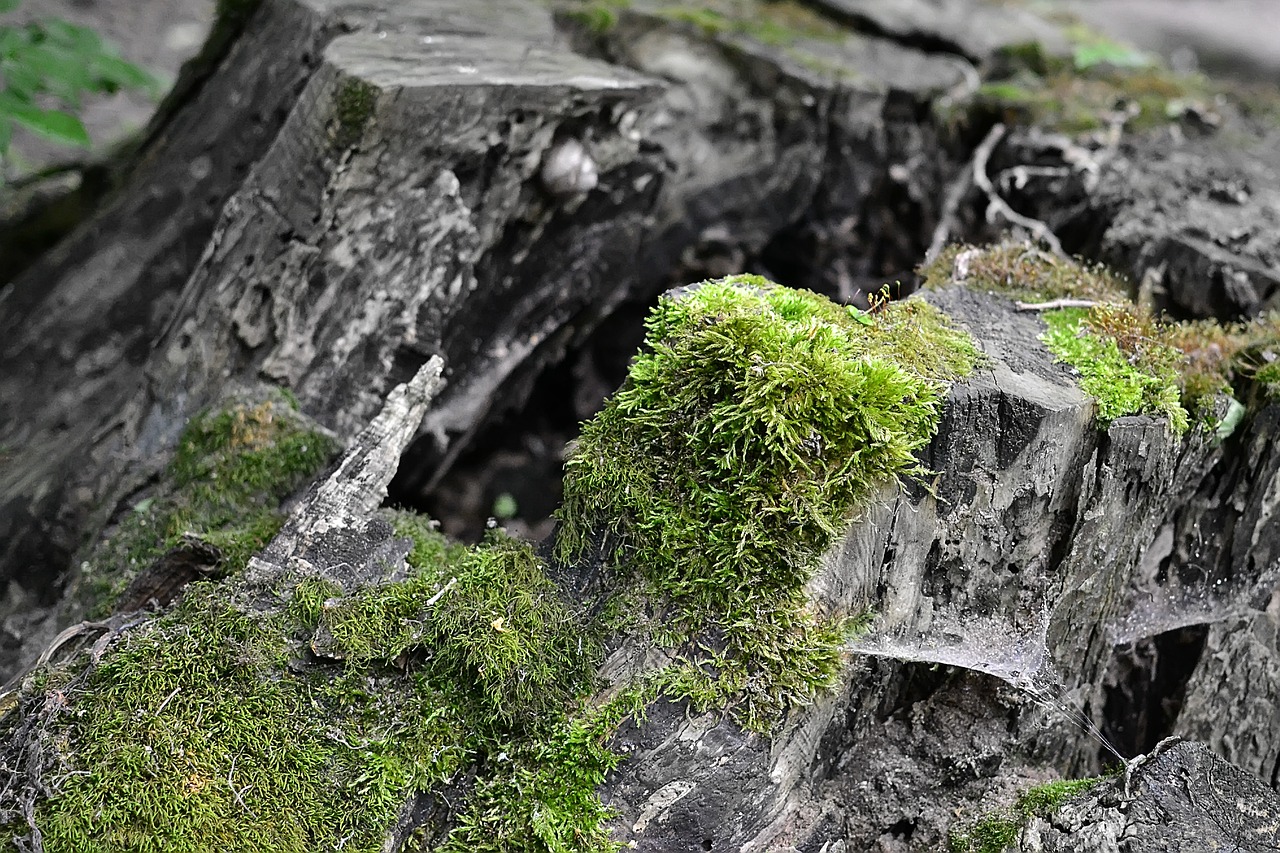 stump moss forest free photo