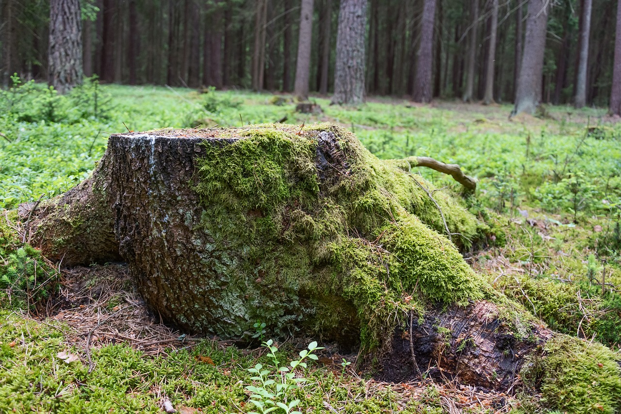 stump forest moss free photo