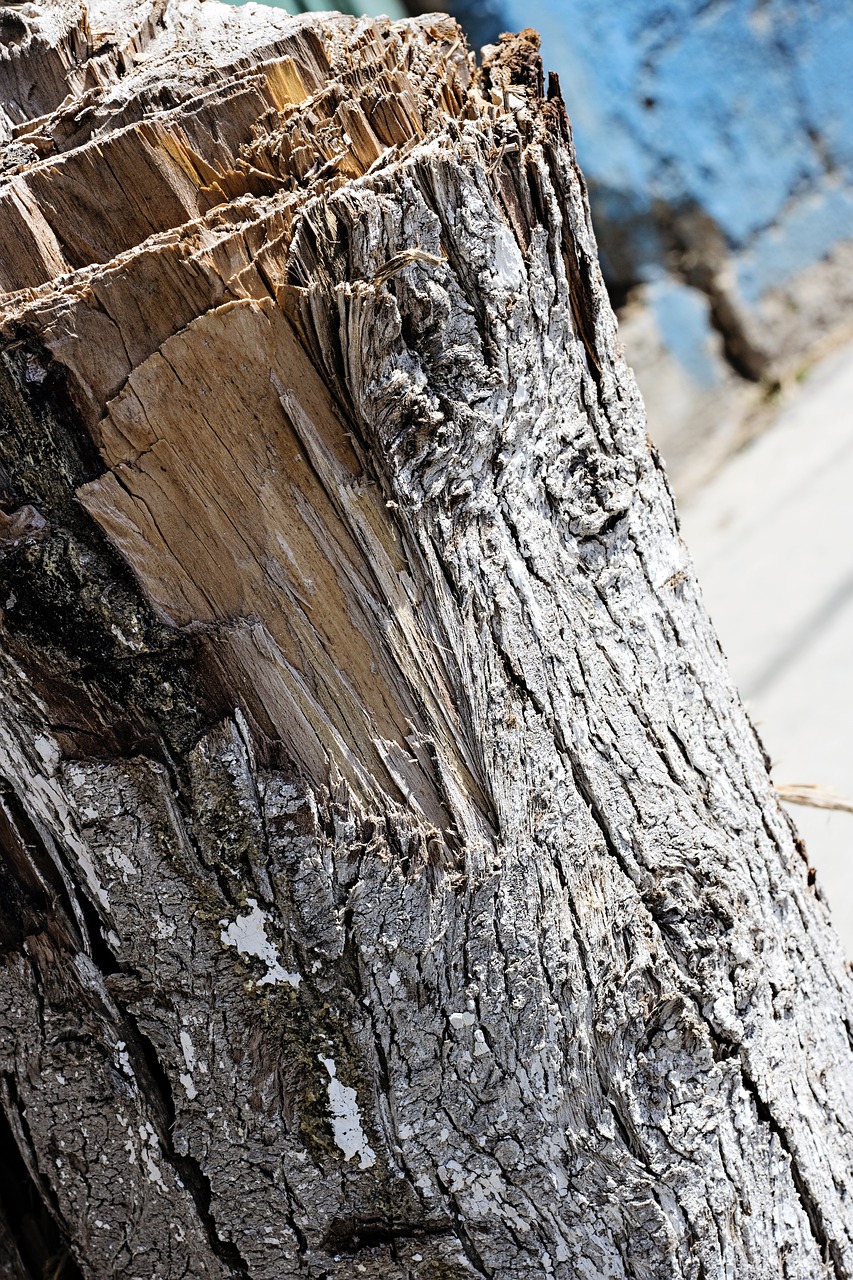 stump brown nature free photo