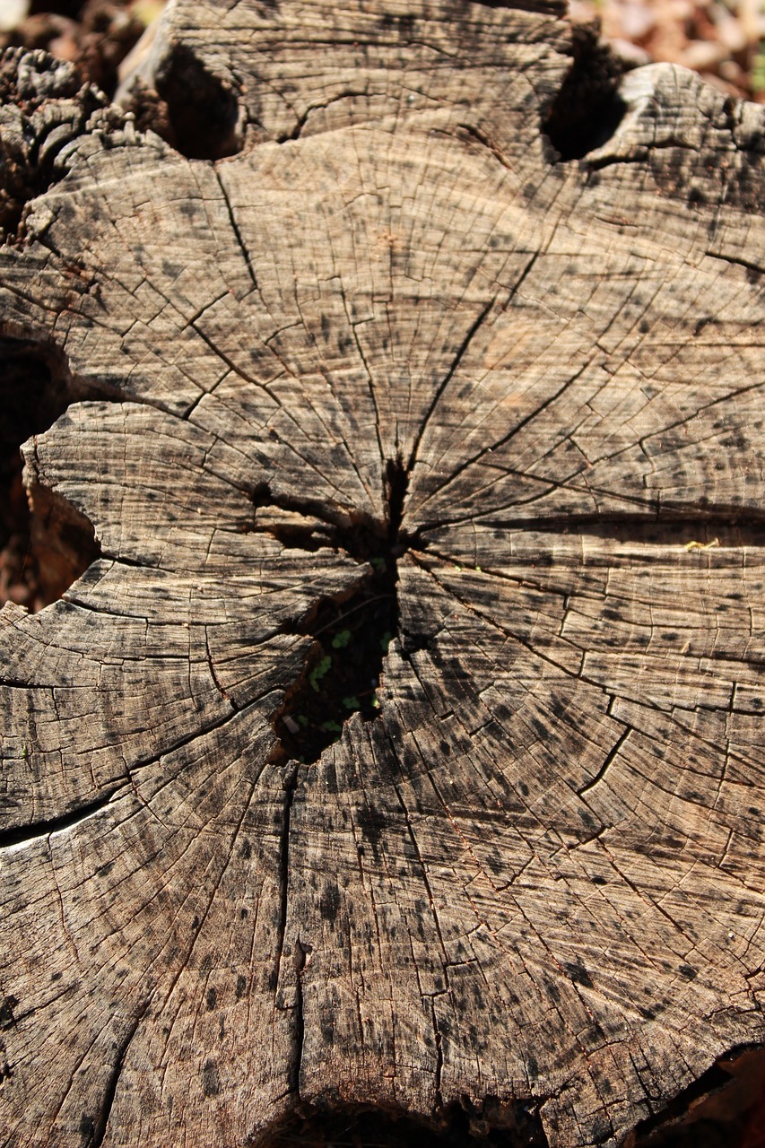 stump dead stump brown free photo