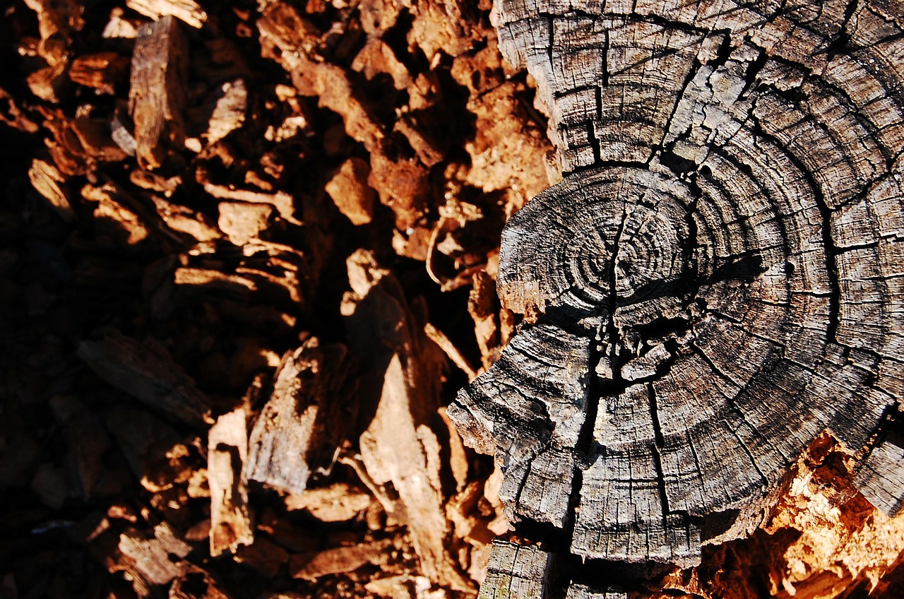 stump wood tree free photo