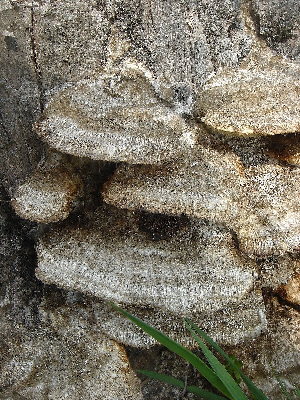 stump tree fungus free photo