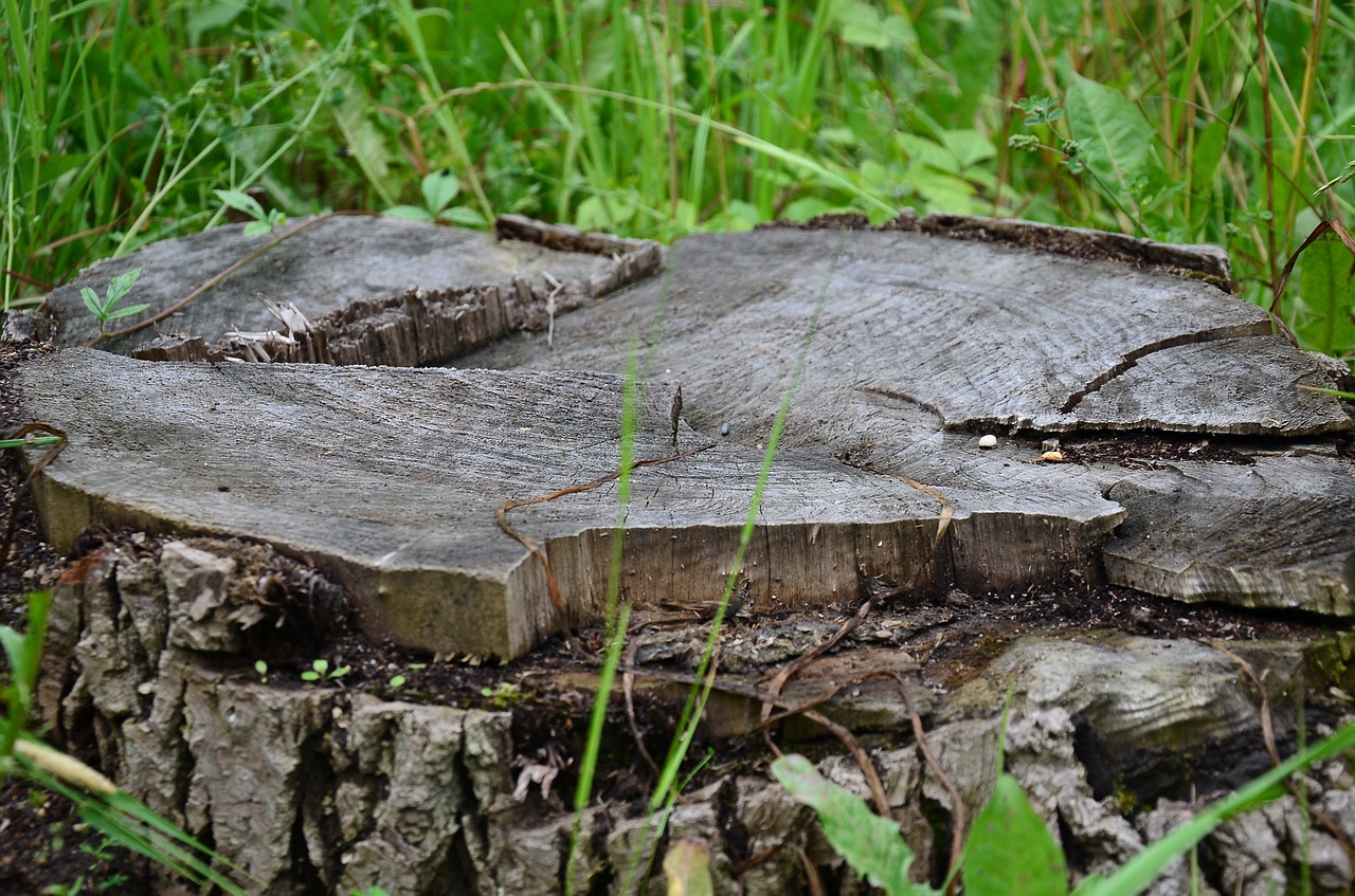 stump  tree  nature free photo