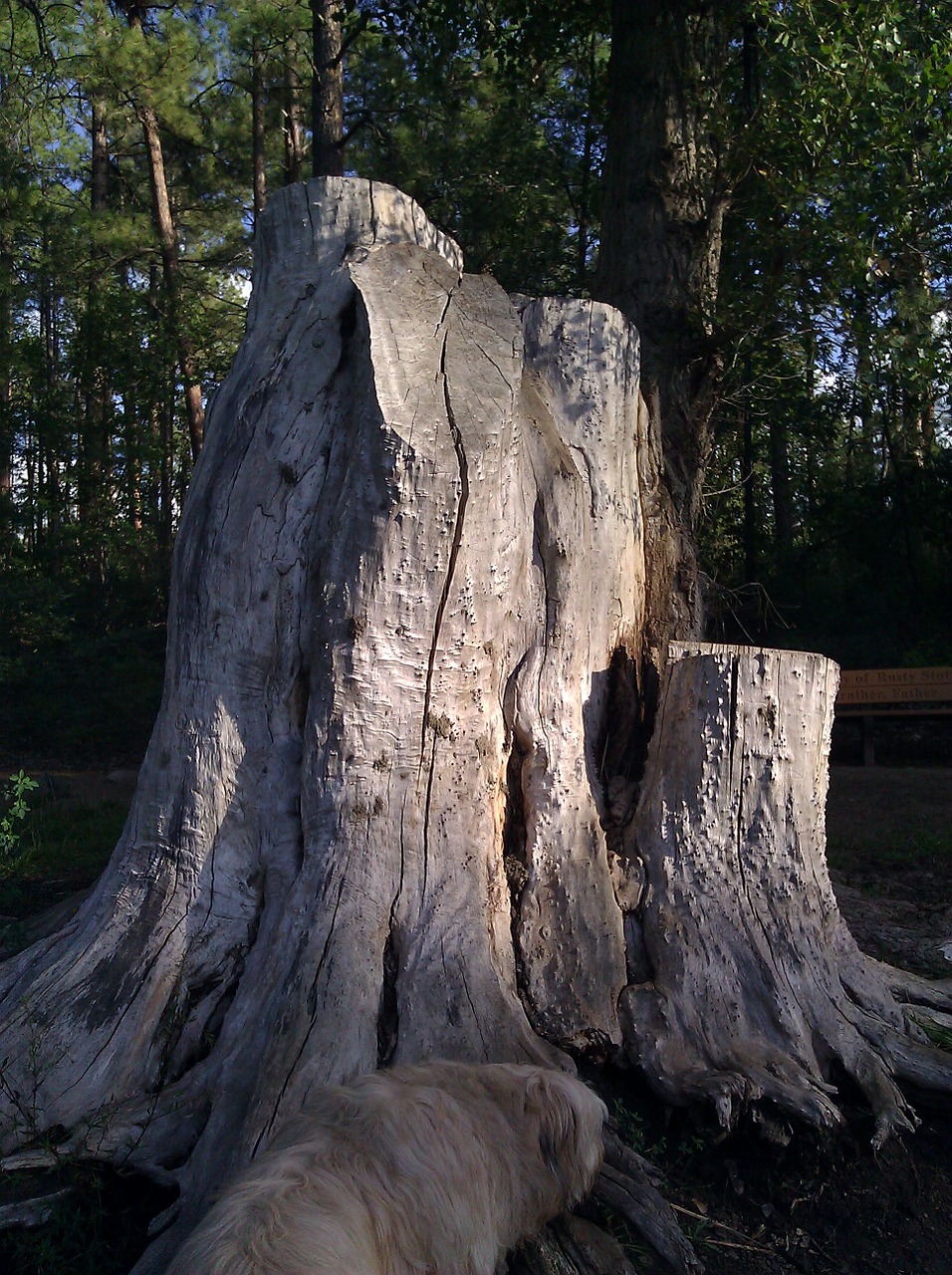 stump wood tree free photo